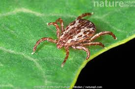 Attēlu rezultāti vaicājumam “Ixodes male”