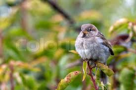 Attēlu rezultāti vaicājumam “Passer domesticus juvenile”