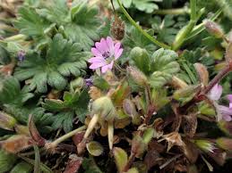 Attēlu rezultāti vaicājumam “Geranium molle leaf”
