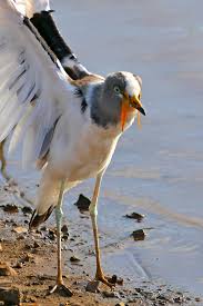 Attēlu rezultāti vaicājumam “Vanellus vanellus”