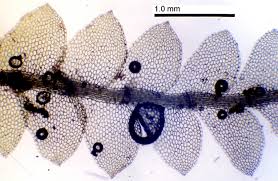 Attēlu rezultāti vaicājumam “Calypogeia fissa”