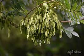 Attēlu rezultāti vaicājumam “Fraxinus excelsior fruit”