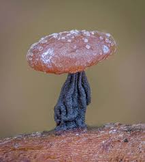 Attēlu rezultāti vaicājumam “Didymium sp.”