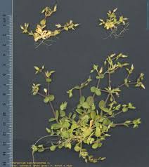 Attēlu rezultāti vaicājumam “Cerastium semidecandrum bud”