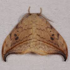 Attēlu rezultāti vaicājumam “Drepanidae”