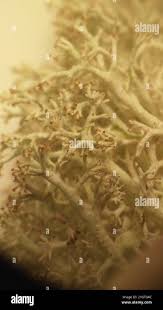 Attēlu rezultāti vaicājumam “Cladonia mitis”