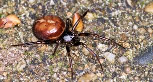 Attēlu rezultāti vaicājumam “Phylloneta cocoon”