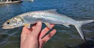 Image result for Elops saurus