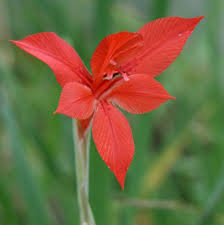 Attēlu rezultāti vaicājumam “Gladiolus imbricatus bud”