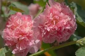 Attēlu rezultāti vaicājumam “Alcea rosea flower”