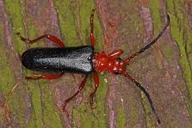 Attēlu rezultāti vaicājumam “Rhamnusium bicolor”