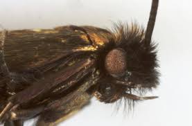 Attēlu rezultāti vaicājumam “Cauchas rufimitrella”