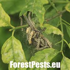 Attēlu rezultāti vaicājumam “Yponomeuta malinellus / cagnagella imago”