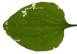 Attēlu rezultāti vaicājumam “Plantago major leaf”