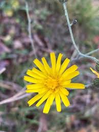 Attēlu rezultāti vaicājumam “Hieracium”