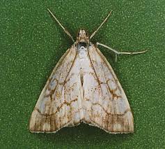 Attēlu rezultāti vaicājumam “Evergestis pallidata”