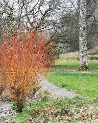 Attēlu rezultāti vaicājumam “Salix alba var. vitellina”