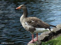 Attēlu rezultāti vaicājumam “Anser anser adult”