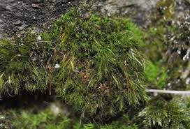 Attēlu rezultāti vaicājumam “Distichium capillaceum”