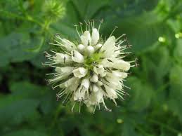 Image result for Dipsacus pilosus