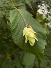 Attēlu rezultāti vaicājumam “Carpinus caroliniana female flower”