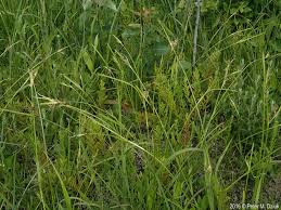 Attēlu rezultāti vaicājumam “Comatricha meandrispora stalked”