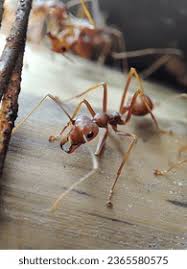 Attēlu rezultāti vaicājumam “Sacchiphantes abietis exuvia”