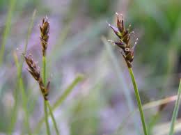 Attēlu rezultāti vaicājumam “Carex davalliana”