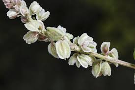 Attēlu rezultāti vaicājumam “Fallopia convolvulus”