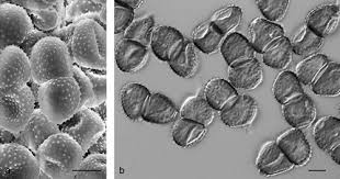 Attēlu rezultāti vaicājumam “Ochropsora ariae spores”
