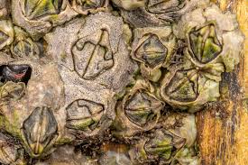 Attēlu rezultāti vaicājumam “Perichaena depressa sessile”