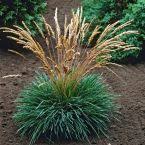 Attēlu rezultāti vaicājumam “Koeleria glauca”