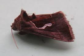 Attēlu rezultāti vaicājumam “Diachea muscorum macro”