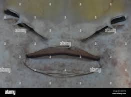 Image result for Glaucostegus cemiculus