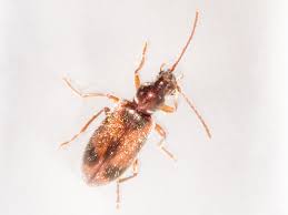 Attēlu rezultāti vaicājumam “Notoxus monoceros”