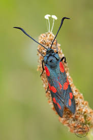 Attēlu rezultāti vaicājumam “Zygaena sp.”