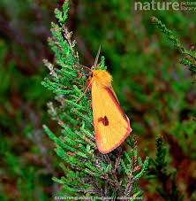 Attēlu rezultāti vaicājumam “Diacrisia sannio male”