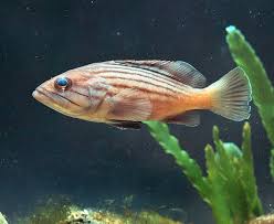 Image result for Epinephelus costae