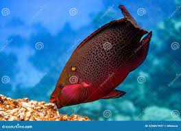 Image result for Scarus niger