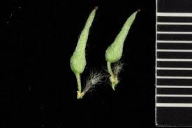 Attēlu rezultāti vaicājumam “Salix cinerea female flower”