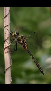 Attēlu rezultāti vaicājumam “Somatochlora flavomaculata”