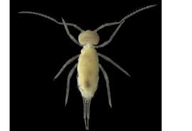 Attēlu rezultāti vaicājumam “Symphypleona”