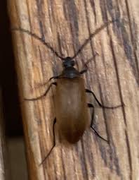 Attēlu rezultāti vaicājumam “Pseudocistela ceramboides”