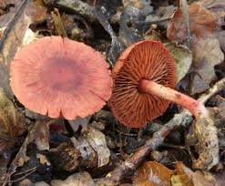 Attēlu rezultāti vaicājumam “Cortinarius sanguineus”