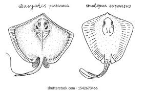 Image result for Dasyatis pastinaca