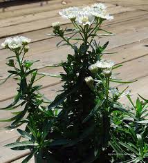 Image result for Achillea Ptarmica