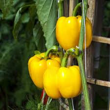 Afbeeldingsresultaat voor baby yellow sweet pepper