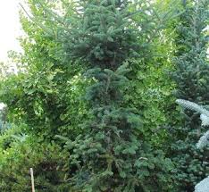 Attēlu rezultāti vaicājumam “Abies mariesii”