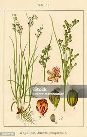 Attēlu rezultāti vaicājumam “Juncus compressus fruit”