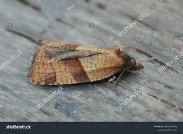 Attēlu rezultāti vaicājumam “Acleris bergmanniana”